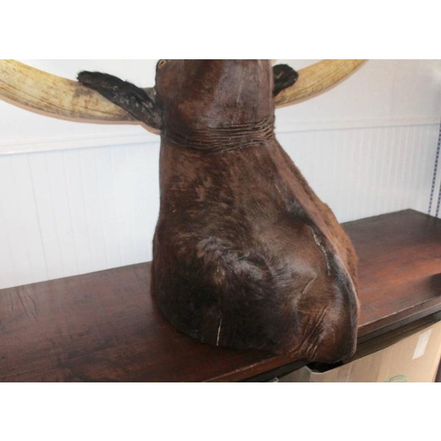 Mid 20th Century Mid 20th Century Texas Longhorn Mounted Bull For Sale - Image 5 of 9