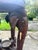 Brown Antique Anglo-Indian Hand-Carved Elephant Side Table With Bone Inlay For Sale - Image 8 of 18