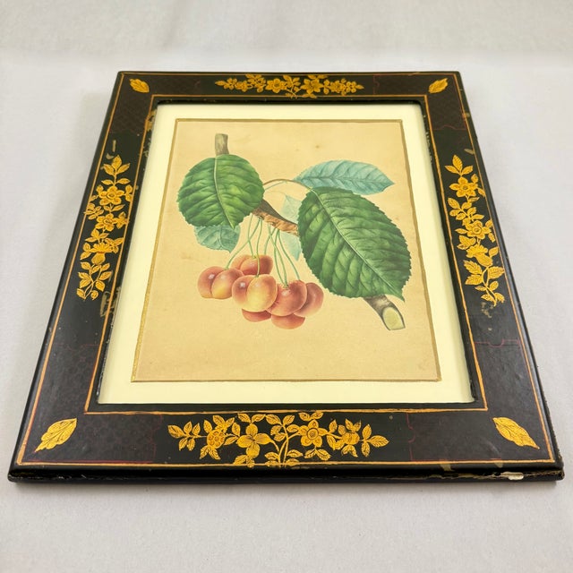 English Regency Period Watercolored Cherry Print in Hand Painted Lacquered Frame For Sale - Image 4 of 16