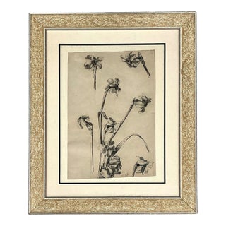 Framed Botanical Drawing With Gold Detailing For Sale
