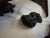 Vintage Cast Iron Brackets Tazza and Match Holder For Sale - Image 9 of 10