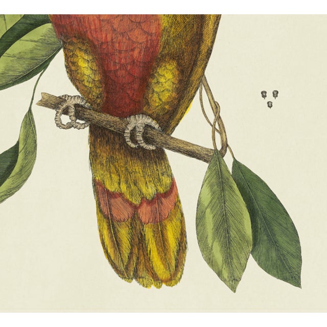 American Mark Catesby Reproduction of Parrot of Paradise or Red Wood, Plate 10 For Sale - Image 3 of 3