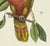 American Mark Catesby Reproduction of Parrot of Paradise or Red Wood, Plate 10 For Sale - Image 3 of 3