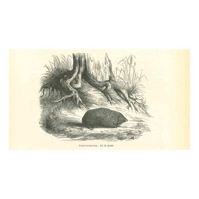 Paul Gervais, Chbysochlore, 1854, Lithograph For Sale