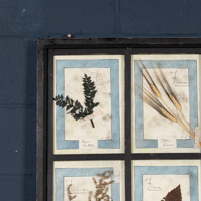 20th Century Italian Large Oak Frame with Pressed Flowers and Herbs For Sale - Image 5 of 18