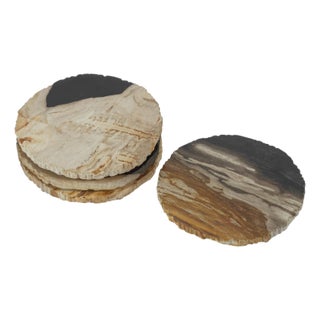 Plover 4" Petrified Wood Coasters, Set of 4 For Sale