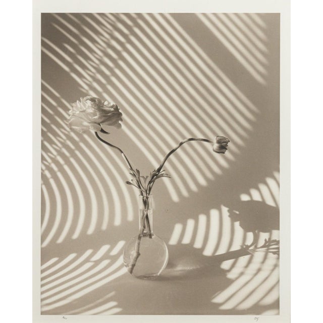 Drawing/Sketching Materials James Ware Pitts - Two Ranunculus on Curved, Striped Background, 1994 Signed For Sale - Image 7 of 8