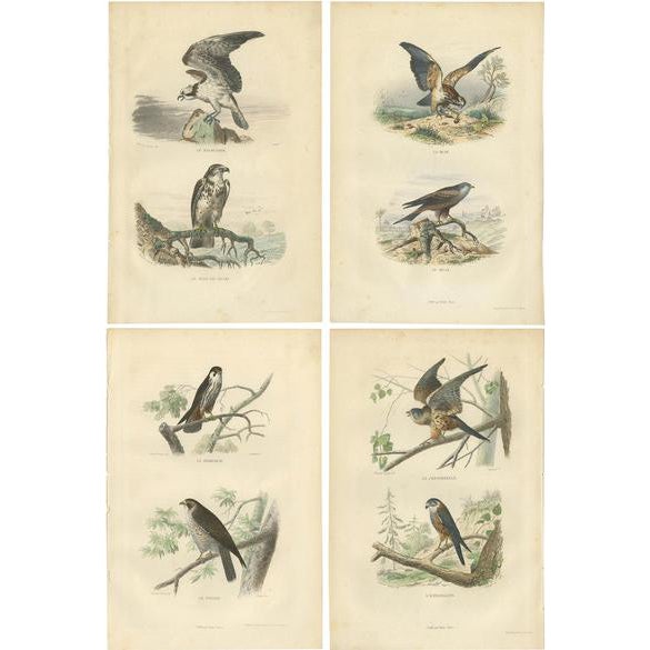Buffon, Osprey, Eagle, Buzzard, Falcon, 1839, Prints, Set of 4 For Sale