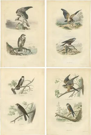 Buffon, Osprey, Eagle, Buzzard, Falcon, 1839, Prints, Set of 4