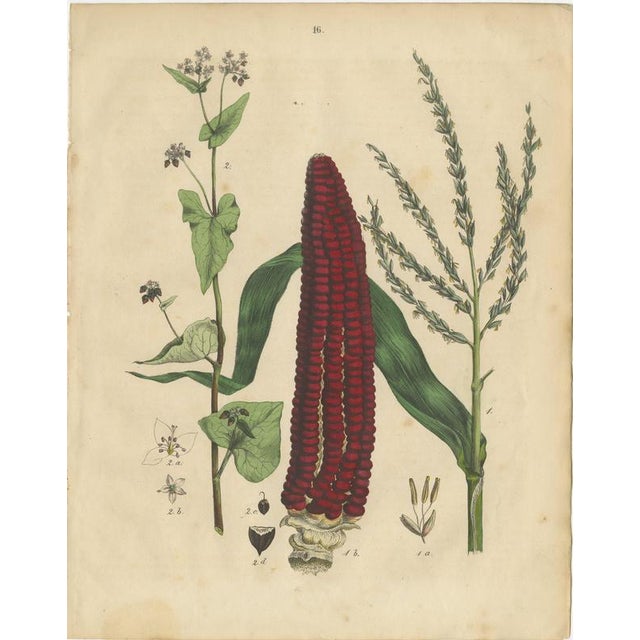 Antique Maize Botanical Print, Corn Plant Study, Germany 1852 This striking original hand-colored lithograph depicts maize...