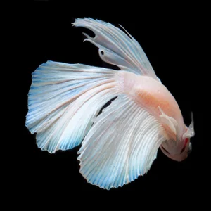 "Betta 74" Contemporary Photograph of a Fish