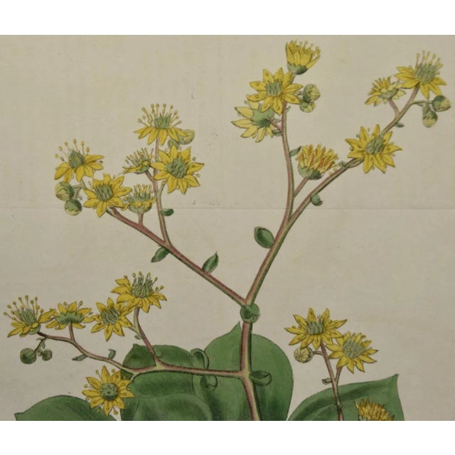 Realism Flowering Houseleek Plant: A 19th C. Hand-Colored Botanical Engraving by Curtis, 1818 For Sale - Image 3 of 4