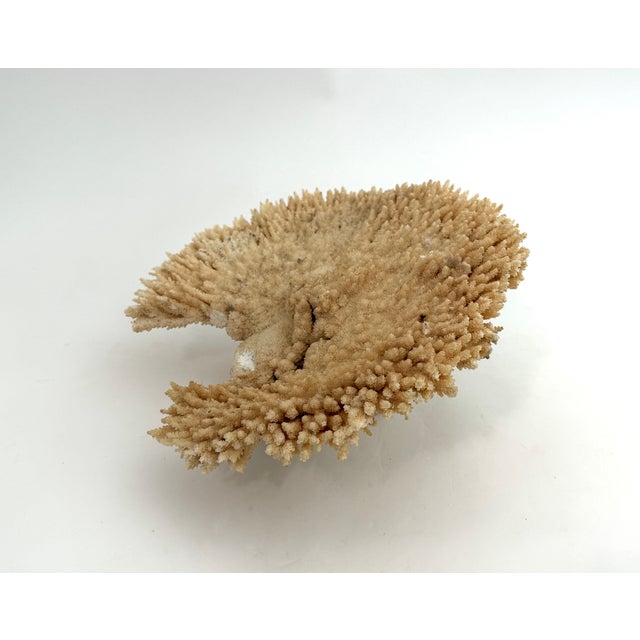 Natural Table Coral Specimen Coastal Decor For Sale In Los Angeles - Image 6 of 8