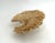 Natural Table Coral Specimen Coastal Decor For Sale In Los Angeles - Image 6 of 8
