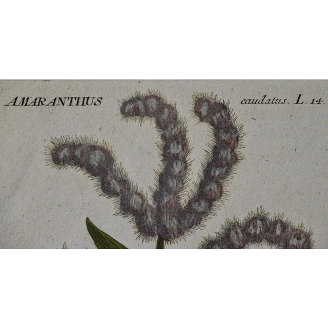 Mid 18th Century Purple Amaranth: 18th Century Hand Colored Botanical Engraving by J. Weinmann For Sale - Image 5 of 5