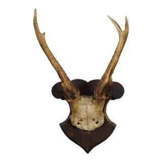 Antique 6 Pointer Siberian Deer Trophy on Wooden Plaque, Ca. 1940s For Sale