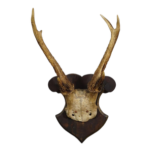 Antique 6 Pointer Siberian Deer Trophy on Wooden Plaque, Ca. 1940s