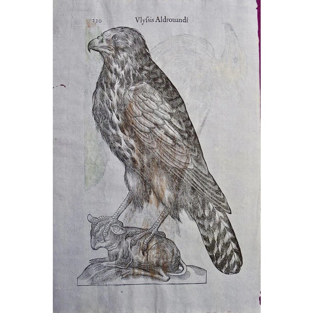 Bird of Prey: A 16th/17th Century Hand-Colored Engraving by Aldrovandi, 1599 For Sale - Image 4 of 6
