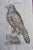 Bird of Prey: A 16th/17th Century Hand-Colored Engraving by Aldrovandi, 1599 For Sale - Image 4 of 6