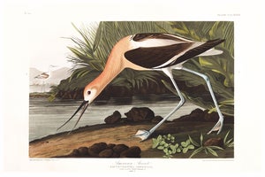 American Avocet, Museum Style Audubon Bird Print, 24" X 16"