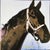 Andy warhol "horse" limited numbered edition lithograph by cmoa. license: andy warhol foundation. limited edition...