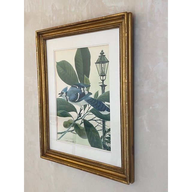 John Ruthven John A. Ruthven "Bluejay" Lithograph- Signed For Sale - Image 4 of 13