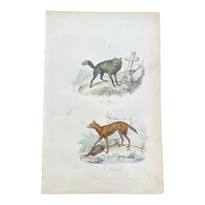 French Antique 18th Century "La Hyena" Animal Engraving Hand Colored Signed Artwork