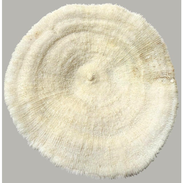 Coastal Pair Natural Plate Mushroom Coral Skeleton Specimens 6" & 7" Coastal Decor For Sale - Image 3 of 7