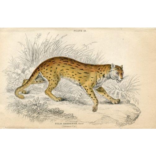 Original hand-colored print from the rare Cats volume of "The Naturalist's Library", a multi-volume natural history folio...