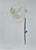 Organic Modern Minimalist Flower Study. Oil and pencil on high quality 'Hahnemuhle' Canvas Grain Fine Art paper. Original...