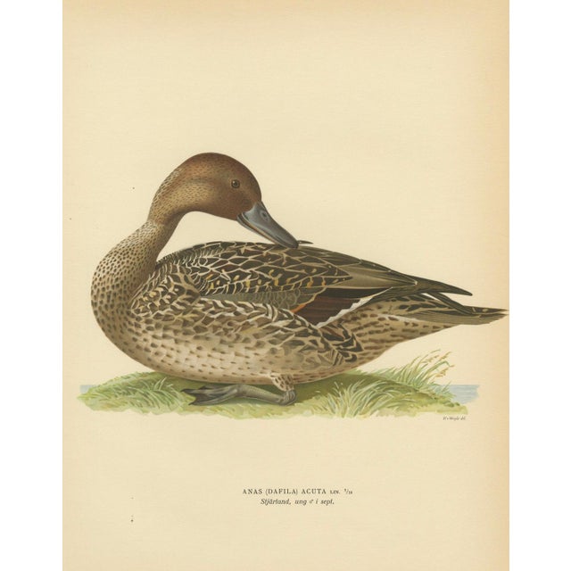 Antique Pintail Duck Lithograph, Northern Pintail Anas Acuta, Sweden 1929 This refined Scandinavian ornithological...