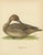 Antique Pintail Duck Lithograph, Northern Pintail Anas Acuta, Sweden 1929 This refined Scandinavian ornithological...