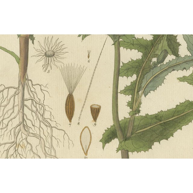 Early 19th Century F. Guimpel, Botanical Illustration of Sonchus Oleraceus or Common Sow Thistle, 1822, Print For Sale - Image 5 of 6