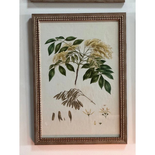 Sculpture Materials Set of Four Botanical Engravings, London, 1774 Miller For Sale - Image 7 of 7