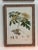 Sculpture Materials Set of Four Botanical Engravings, London, 1774 Miller For Sale - Image 7 of 7