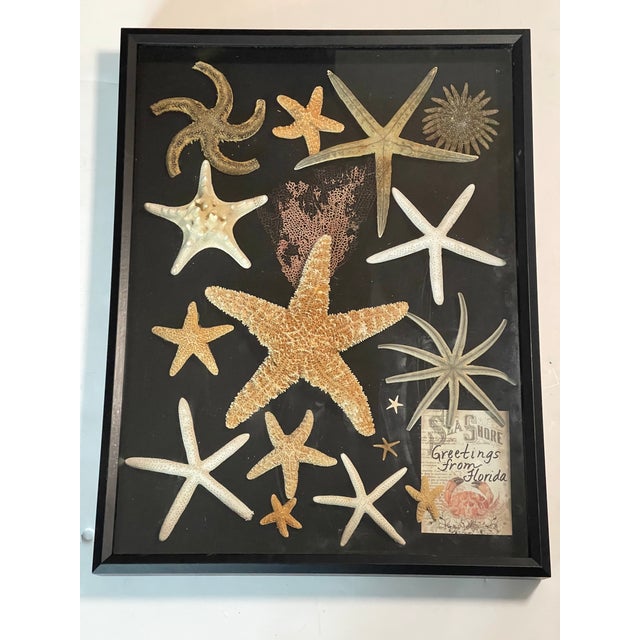 Shell Vintage Sea Stars Collection in a Shadow Box Greeting From Florida For Sale - Image 7 of 11