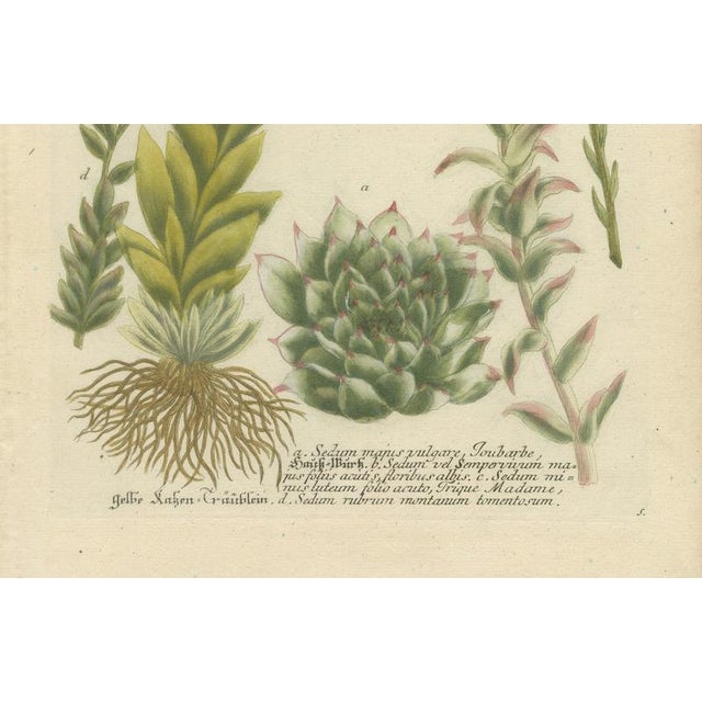 Mid 18th Century Johann Wilhelm Weinmann, Sedum and Succulent Plants, 1737, Engraving For Sale - Image 5 of 10