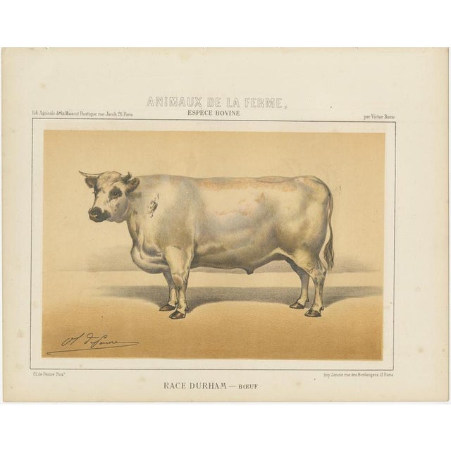 Olivier De Penne, Durham Shorthorn Ox, British Cattle, 1863, Chromolithograph For Sale - Image 3 of 9