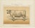 Olivier De Penne, Durham Shorthorn Ox, British Cattle, 1863, Chromolithograph For Sale - Image 3 of 9