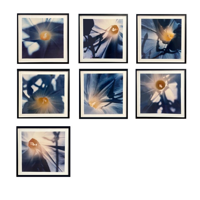 Mid-Century Modern 1970s Morning Glory Photography Series 6 of 7 For Sale - Image 3 of 3