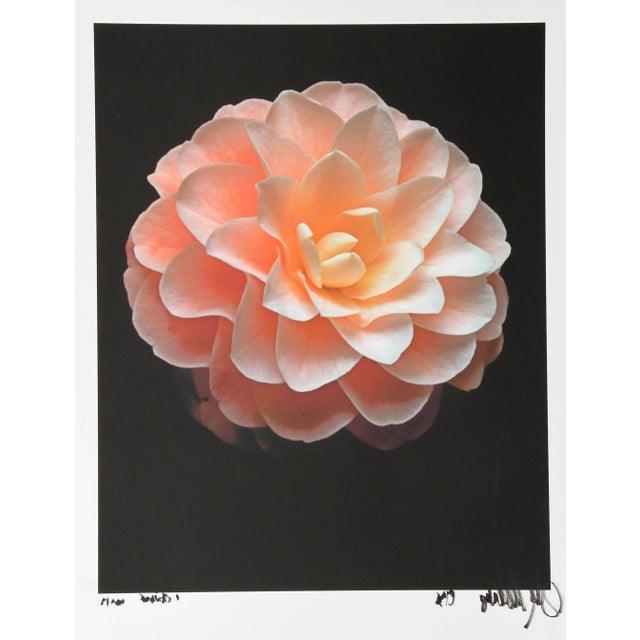 Dahlia, Jonathan Singer, Photography For Sale - Image 4 of 4