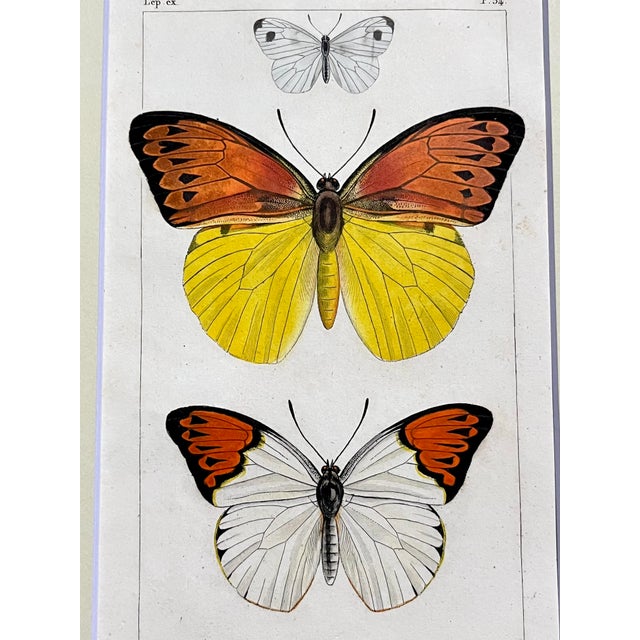 Antique Original French Butterfly Print Hand Color Paris 1835 by Lucas For Sale - Image 4 of 5