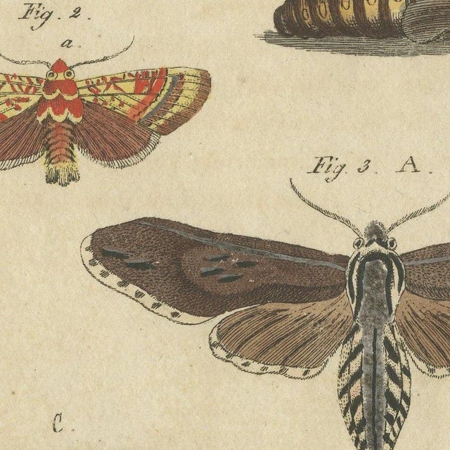 Bertuch, Moth Life Cycles with Caterpillars, 1815, Print For Sale - Image 6 of 12