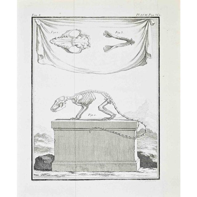 Tome x – plate lvii, p. 362, from histoire naturelle, générale et particulière., paris 1771. Copper engraving. Paris, 18th...