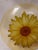 1950s Rare Orchidea Bomboniere Daisy Dinner‎ Plate Yellow Textured Clear Blown Glass Nostalgia Hippie For Sale - Image 9 of 9