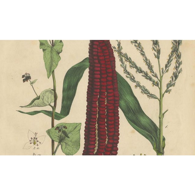 Carl Gustav Calwe, Corn Plant Study, 1852, Maize Botanical Print For Sale - Image 4 of 10