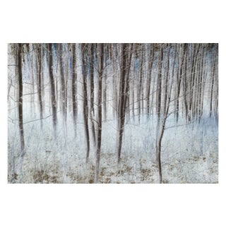 Mint Images, Aspen Trees in a Grove in Winter, Photographic Paper For Sale