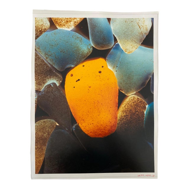 Circa 1998 Jeffrey Rothstein, Flora Fauna Series Vintage Color Photograph For Sale
