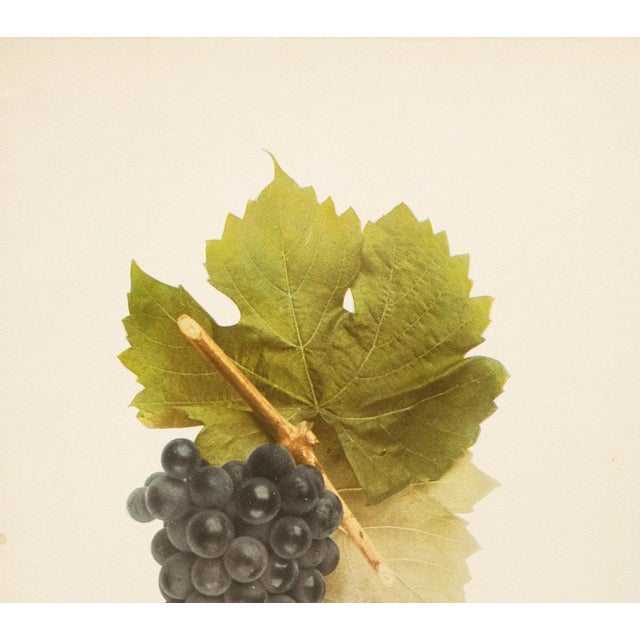 Farmhouse 1900s U. P. Hedrick, Original Antique Photogravure of Hybrid Franc Grapes For Sale - Image 3 of 7