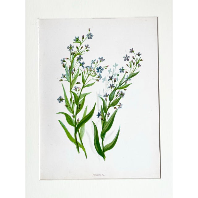 Antique floral botanical print of Forget me Not flowers.A beautiful soft blue flower matted and framed in a bsolid wood...